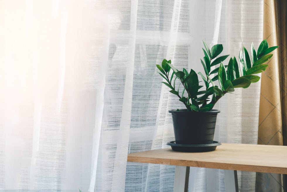 A ZZ plant sitting on a small table a few feet from a bright window with sheer curtains, soft indirect daylight, cozy home interior, photorealistic