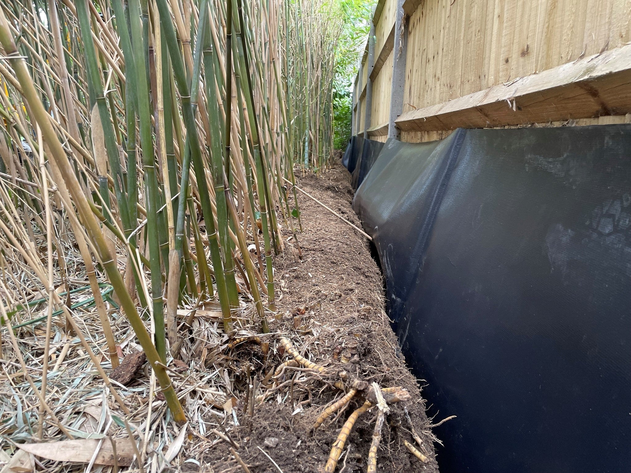 A backyard fence line with a narrow trench showing a partially installed black HDPE bamboo root barrier in soil, tools nearby, photorealistic landscaping scene