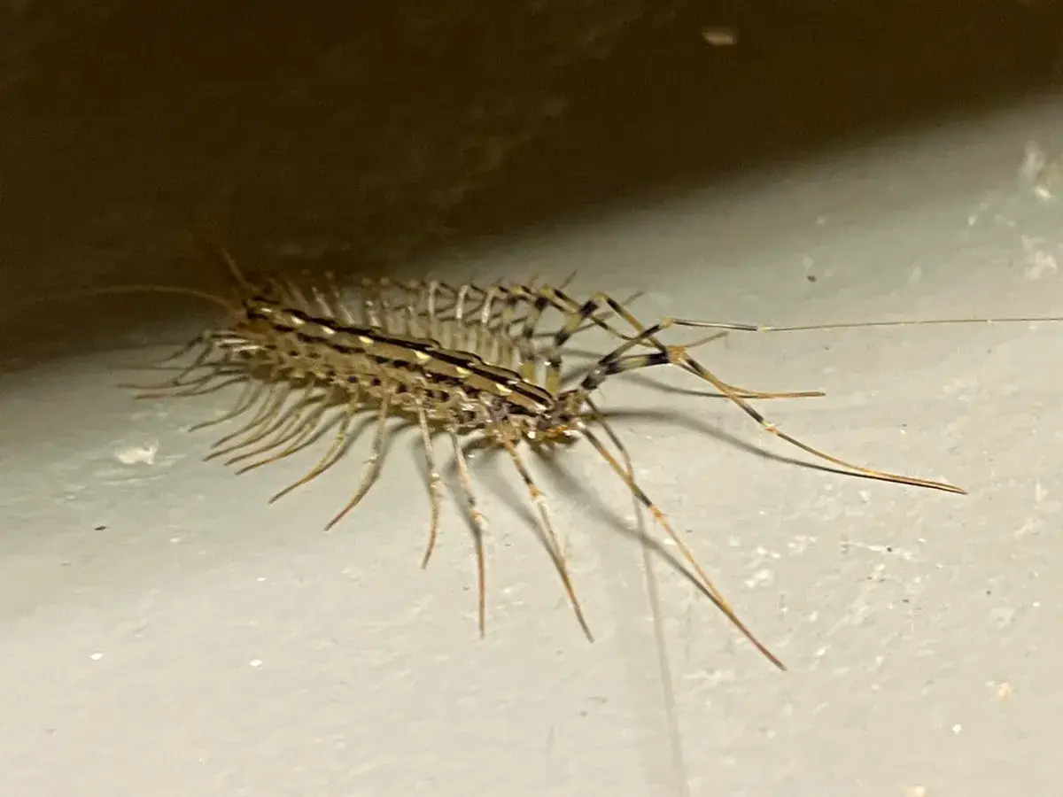 A close-up photo of a house centipede on a painted indoor wall near a corner
