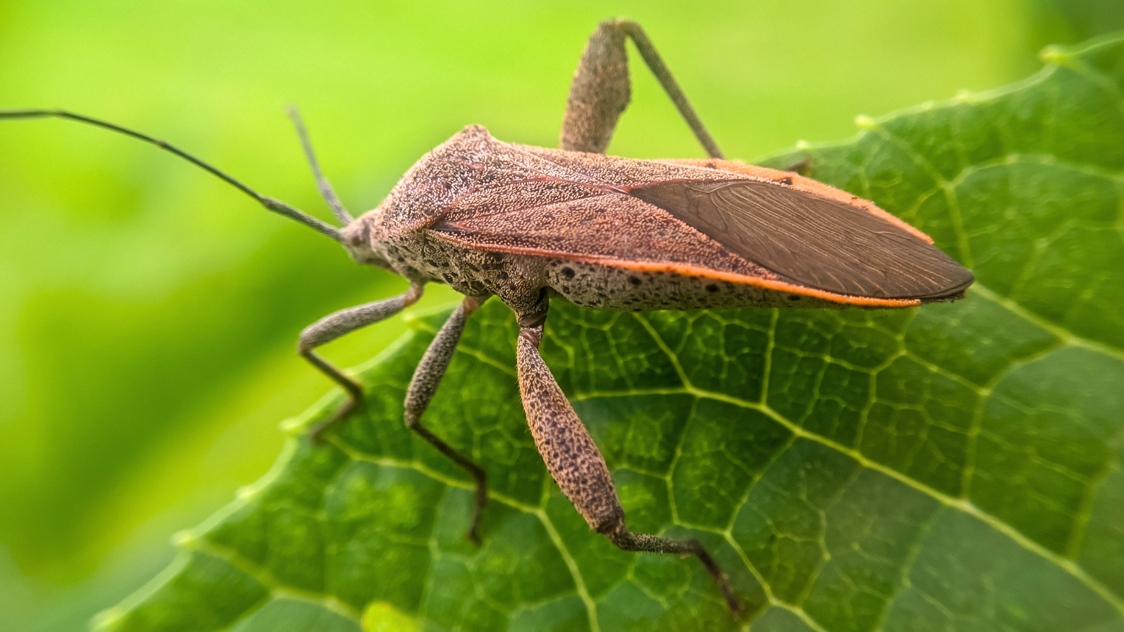 How to Get Rid of Squash Bugs Naturally