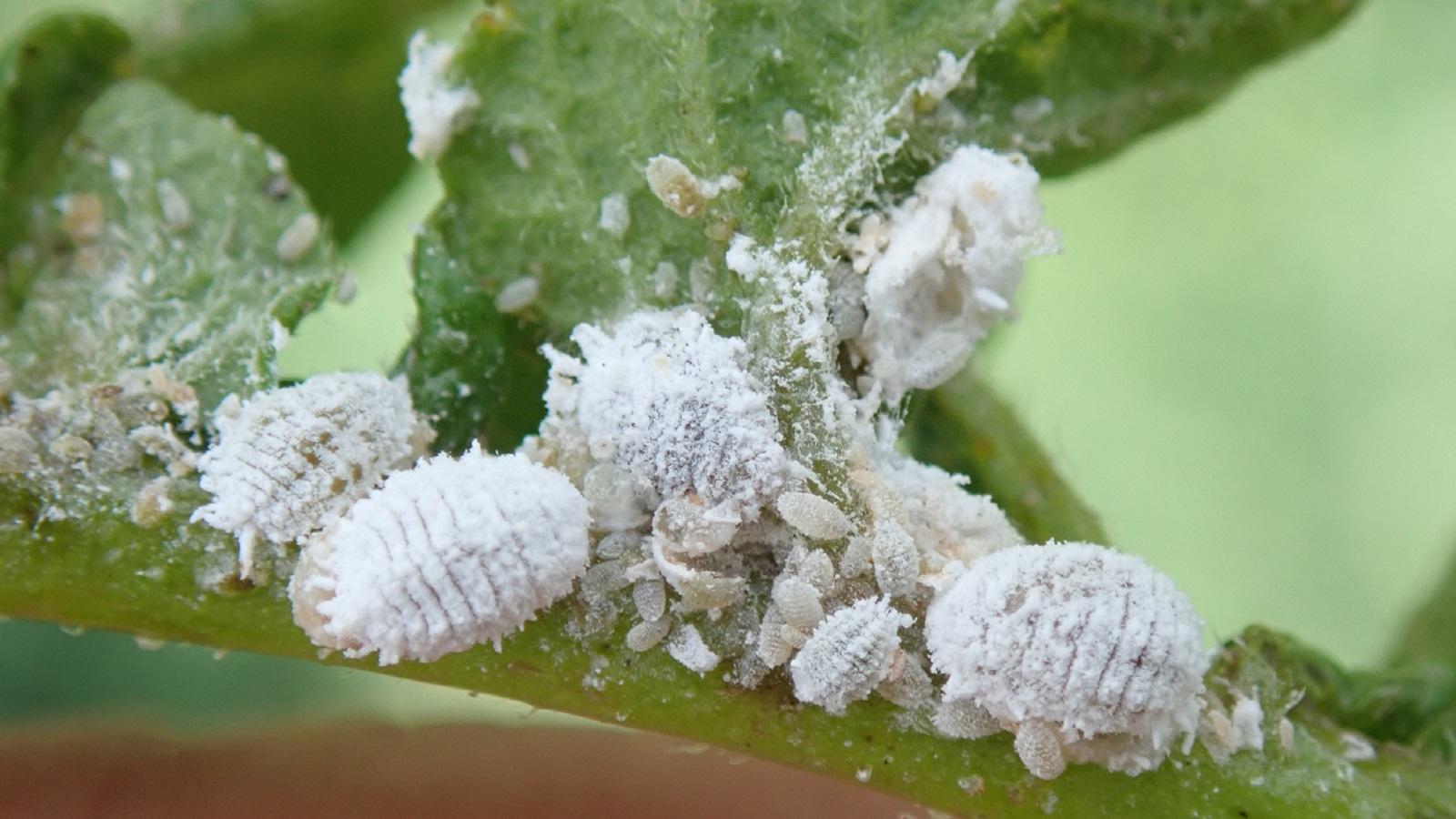 A close-up photo of mealybugs clustered along a houseplant stem near leaf joints, realistic macro photography