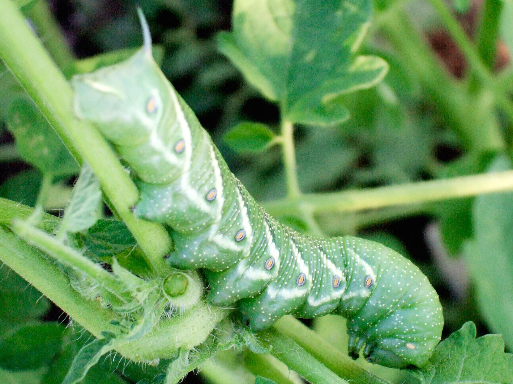 How to Get Rid of Tomato Hornworms