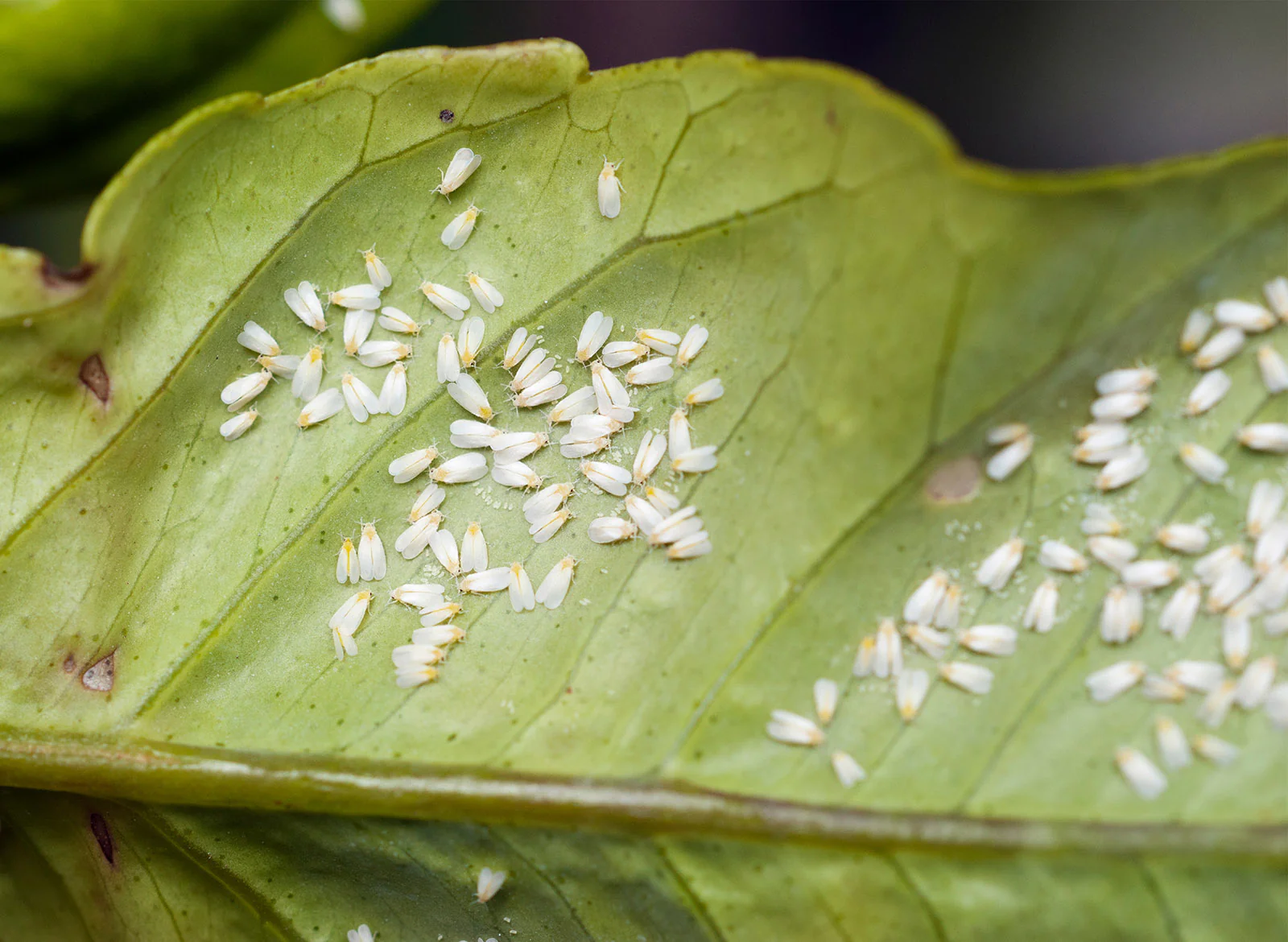 How to Get Rid of Whiteflies on Plants
