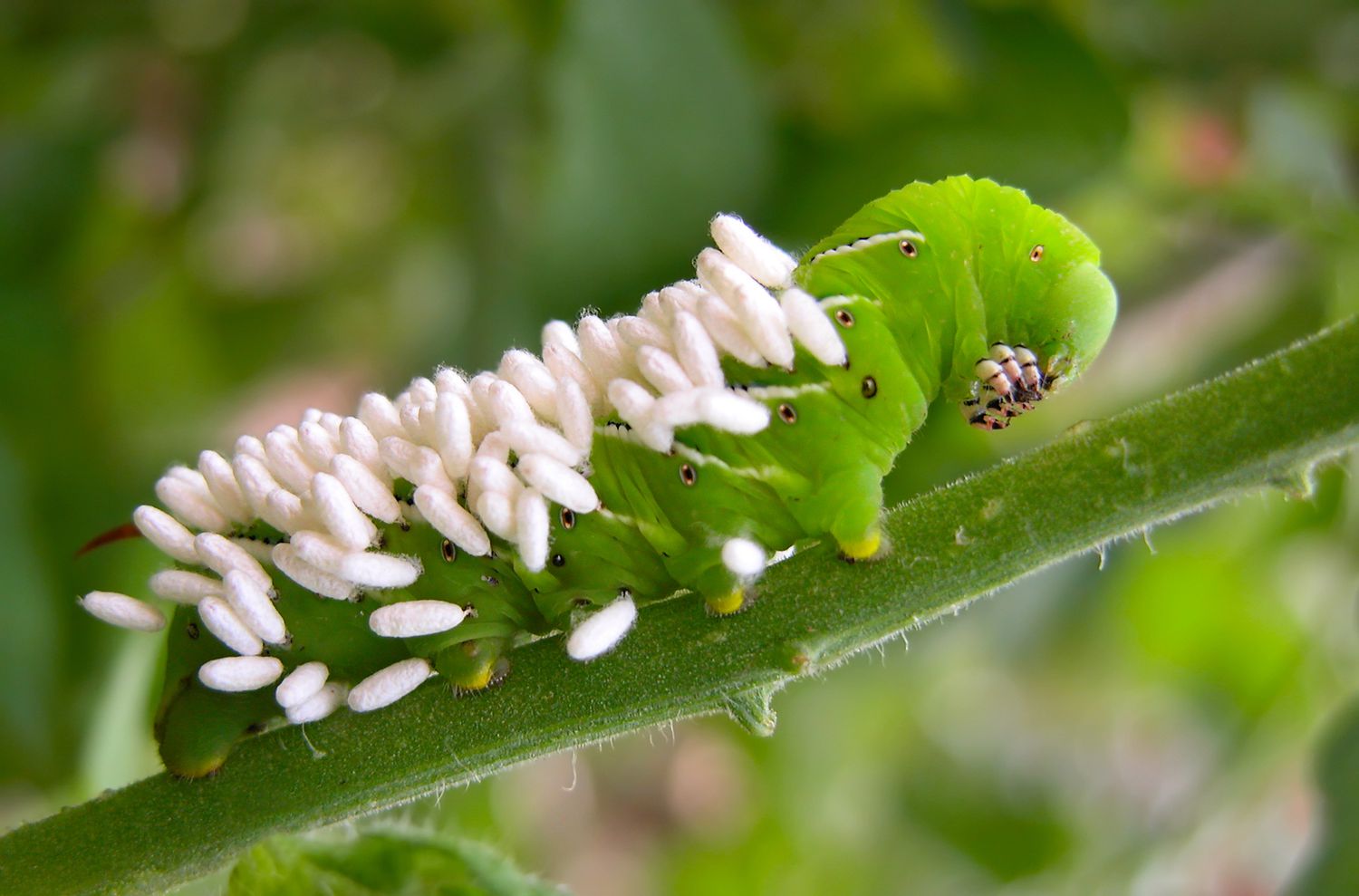 A detailed, photorealistic close-up of a green hornworm on a tomato stem with clusters of small white braconid wasp cocoons attached to its back, natural outdoor lighting