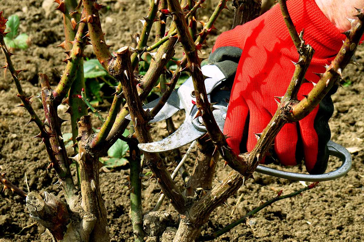 When and How to Trim Rose Bushes