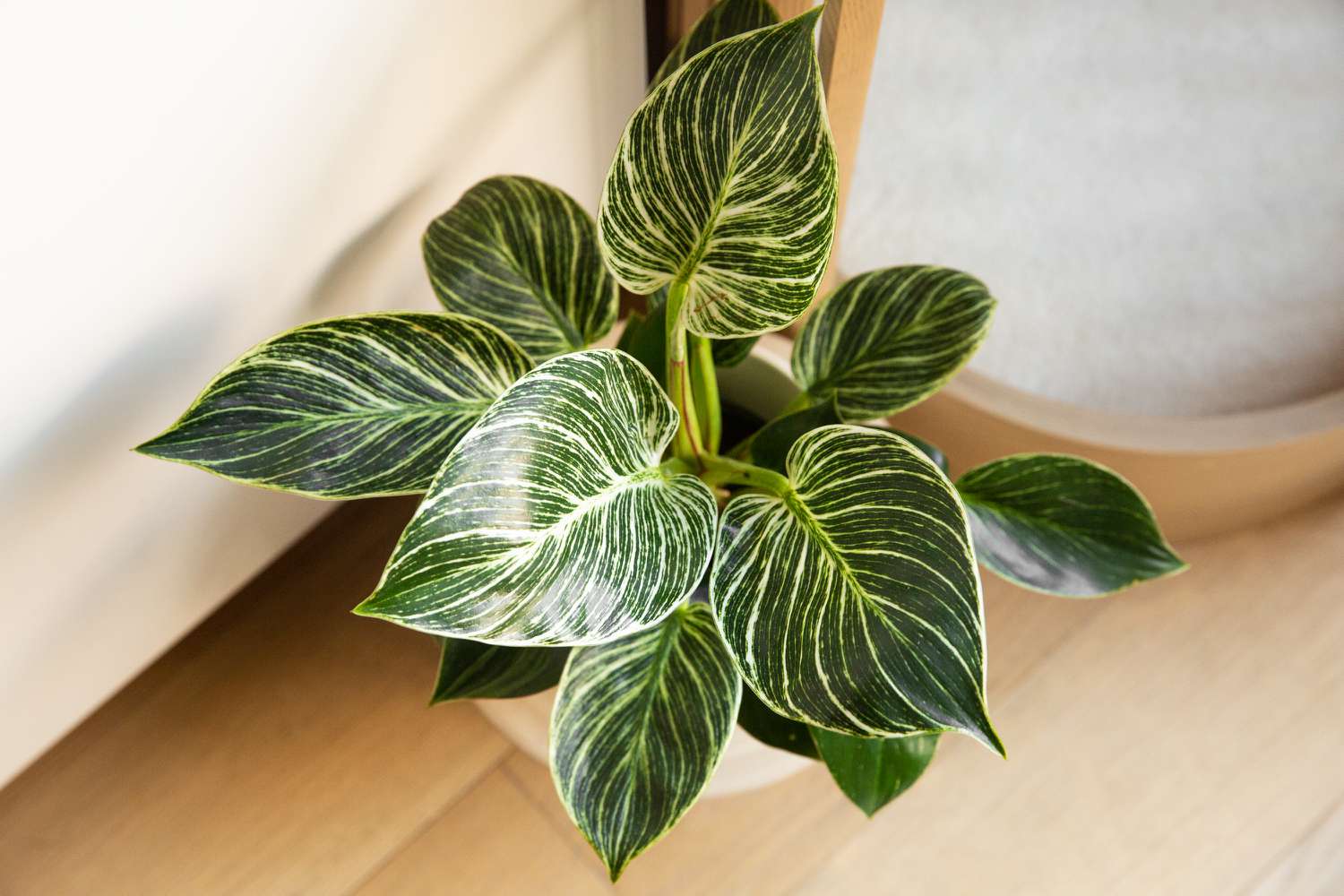 A healthy philodendron Birkin on an indoor table, showing glossy dark green leaves with white pinstripes under bright indirect light, realistic home photography