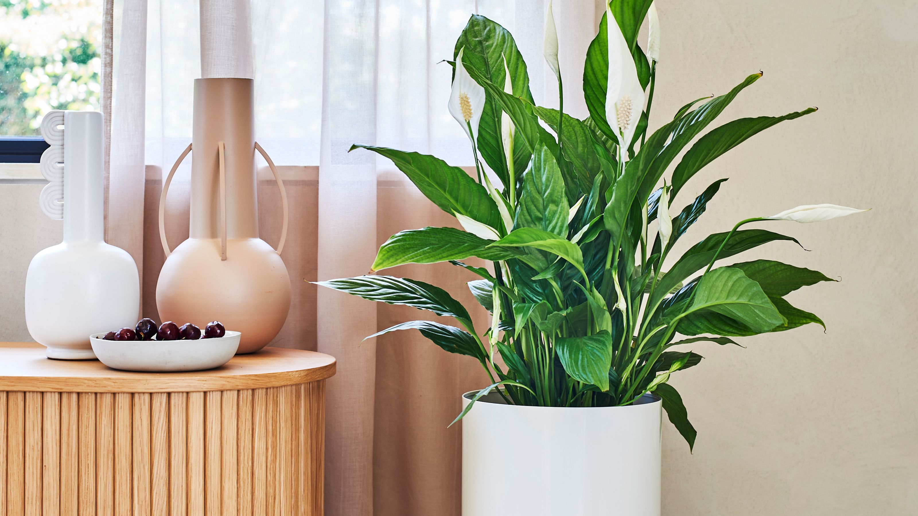 A peace lily placed a few feet away from a sunny window, receiving bright indirect light