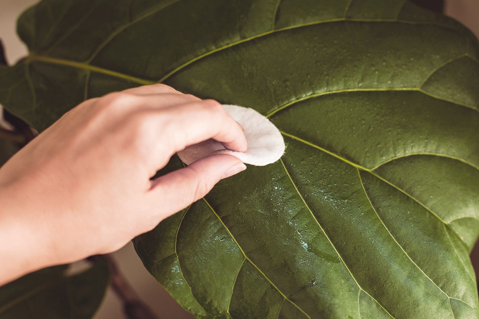 A person gently wiping a large fiddle leaf fig leaf with a damp cloth, close-up indoor photo with soft natural light, photorealistic