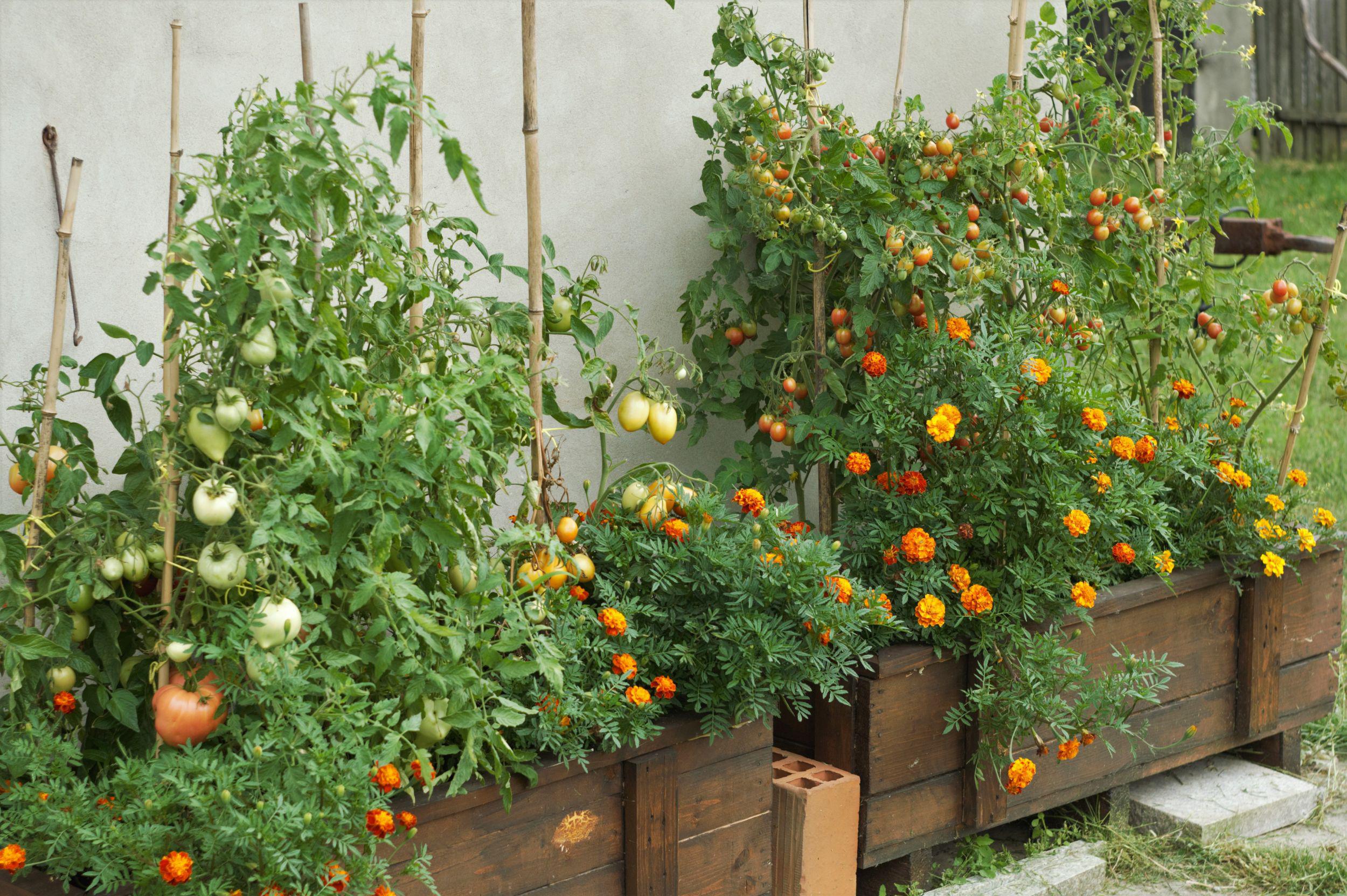 A photorealistic garden bed with tomato plants growing alongside basil and marigolds, with sunlight hitting the leaves and flowers in a natural backyard setting