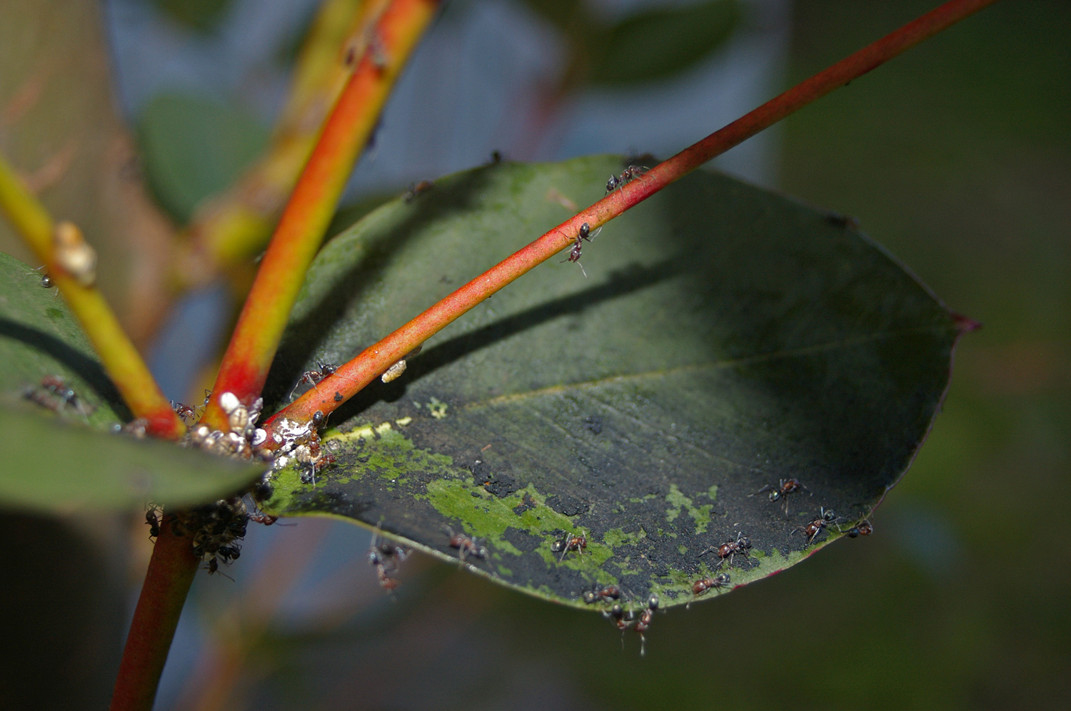 A real photo of a garden plant leaf with patches of black sooty mold on the surface and sticky sheen visible in sunlight, shallow depth of field