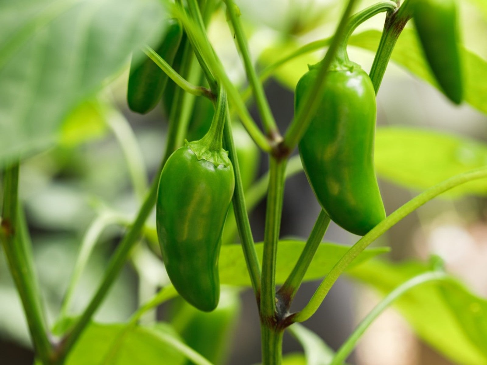 A real photo of a jalapeño pepper plant in a backyard garden bed with several green jalapeños hanging under leaves, bright summer sunlight, natural garden background