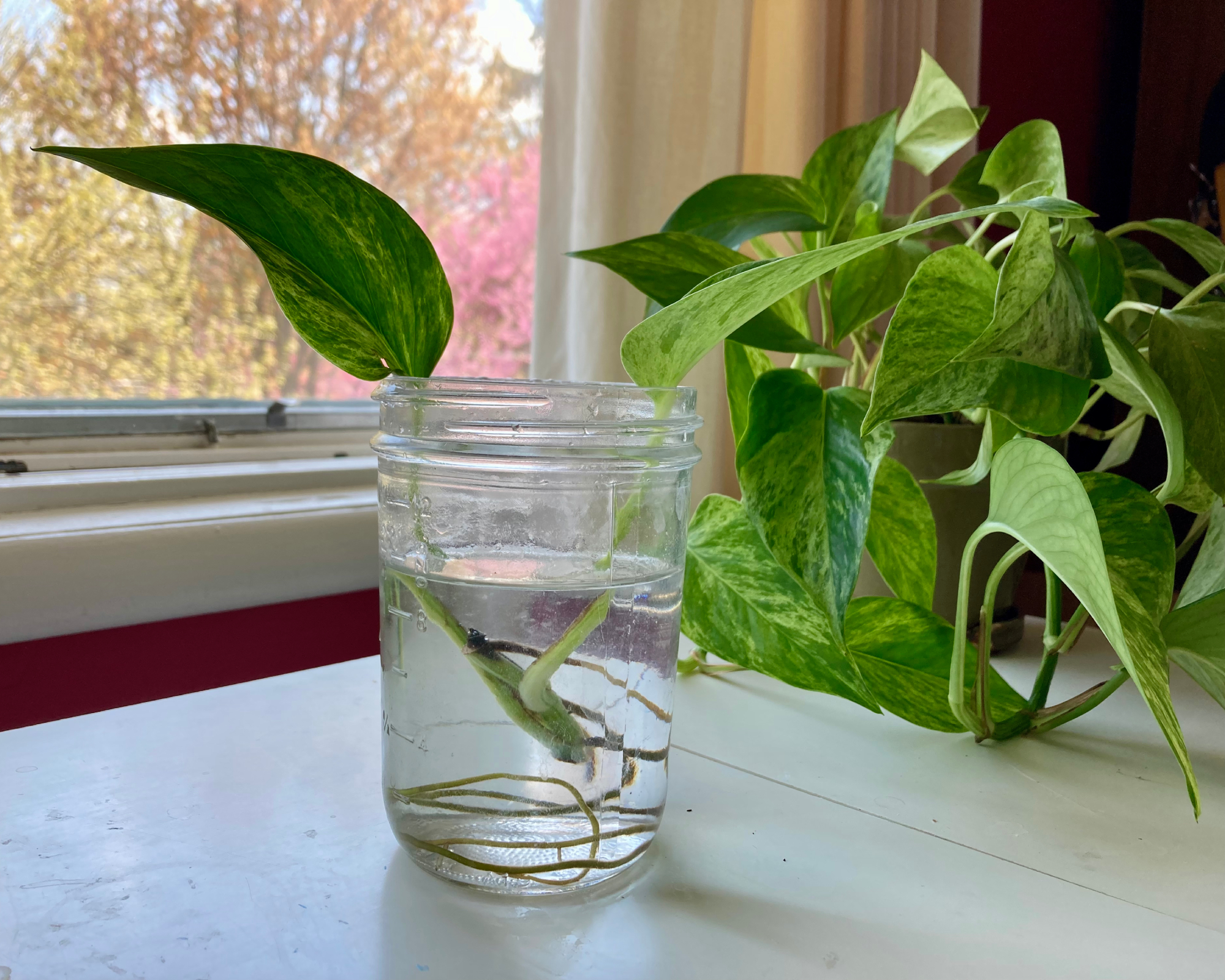 How to Propagate Pothos in Water