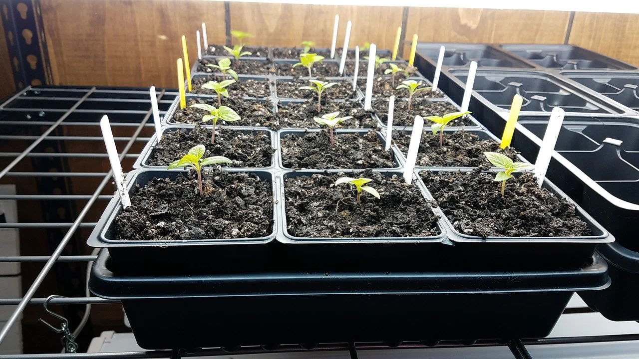How to Grow Peppers From Seed at Home