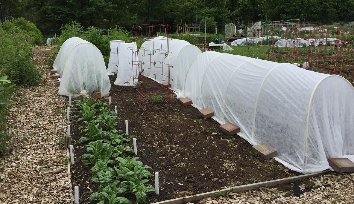 A real photo of a squash bed covered with white fabric row cover supported by hoops, edges secured with boards, in a home vegetable garden on a sunny day