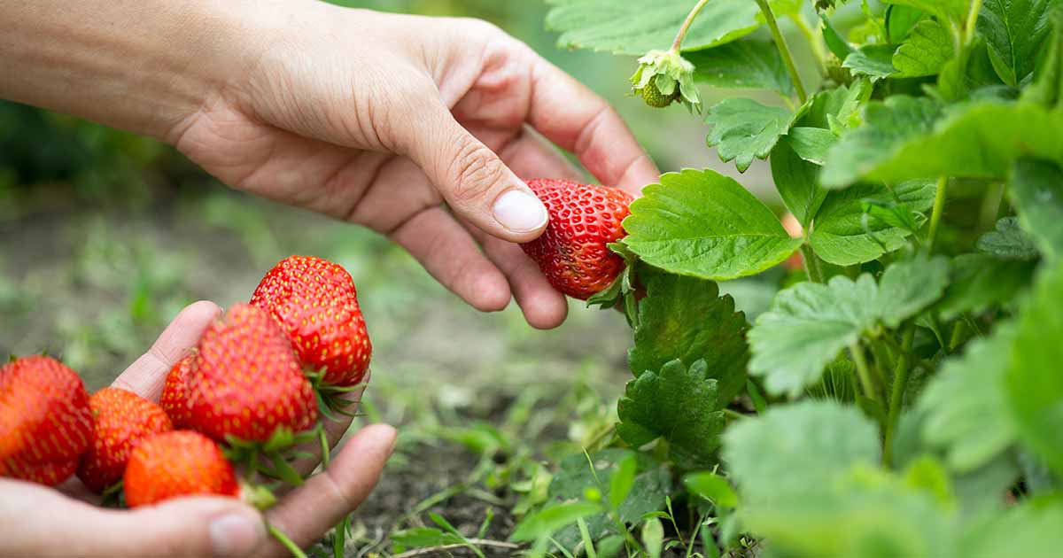 A real photograph of a gardener's hand gently picking a fully ripe red strawberry from a plant, with green leaves in the foreground and soft natural light