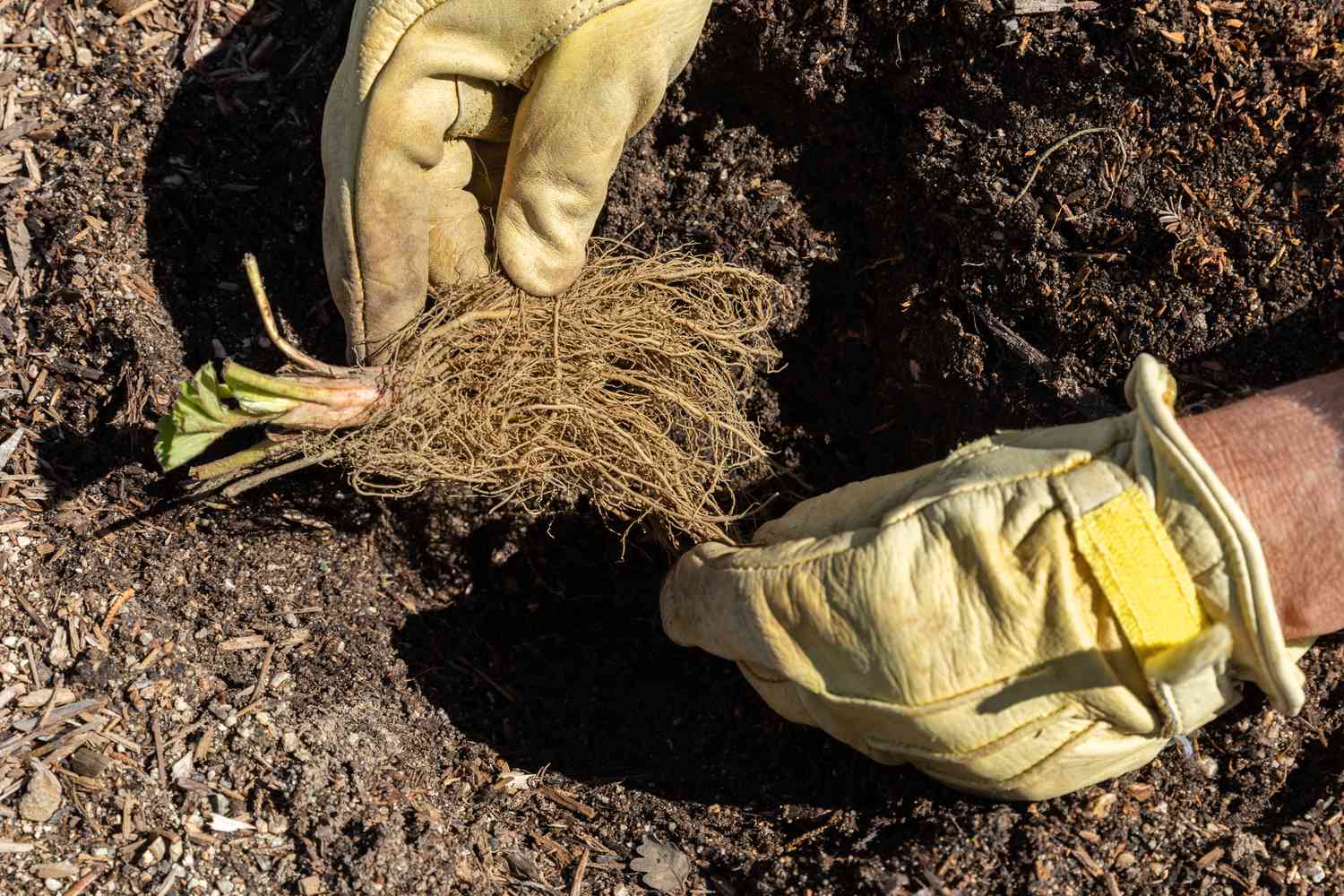 A real photograph of hands holding a bare-root strawberry plant above a garden bed, showing the crown and roots clearly just before planting