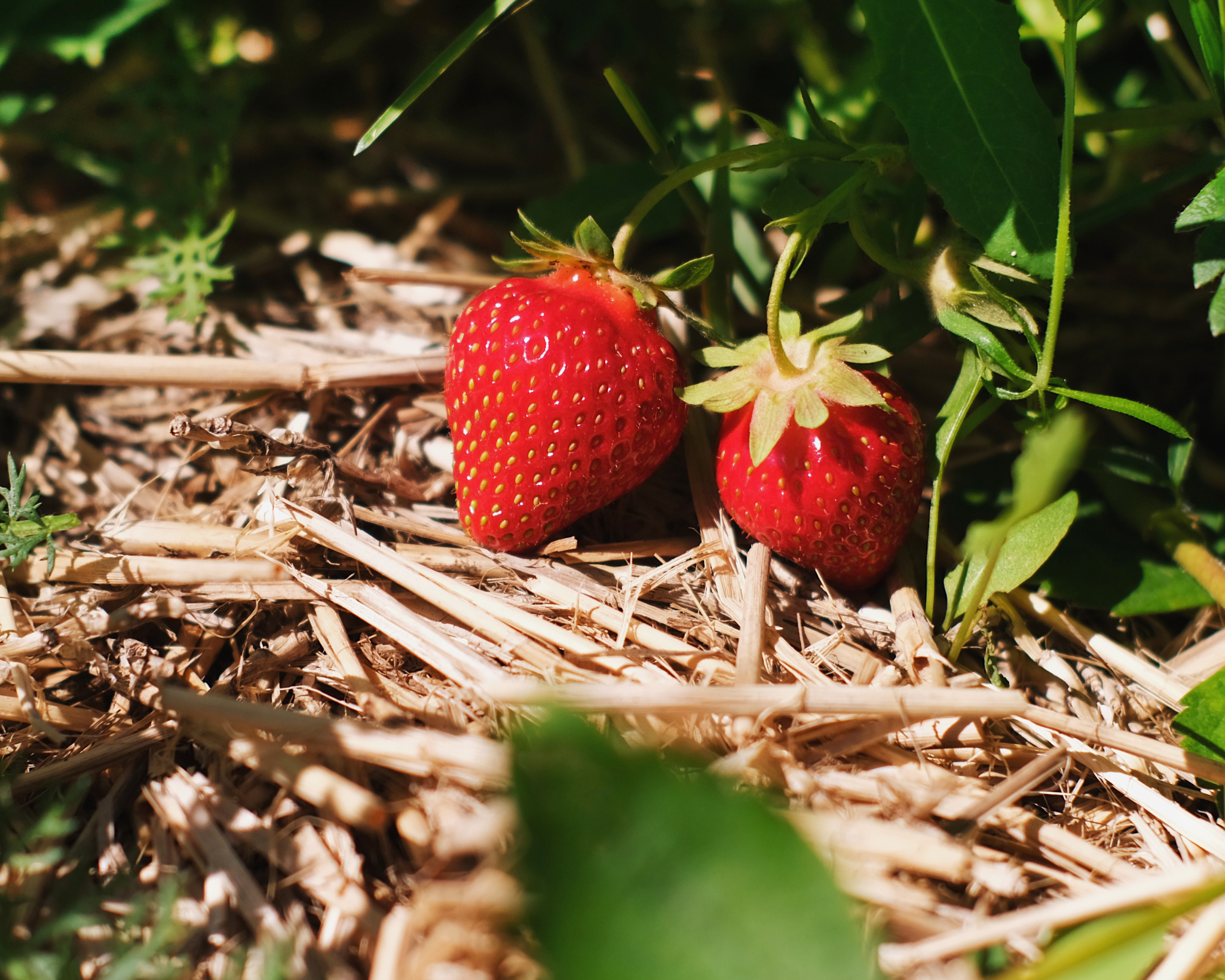 A real photograph of strawberry plants growing with a thick layer of straw mulch around them, with a few ripening strawberries resting on the straw