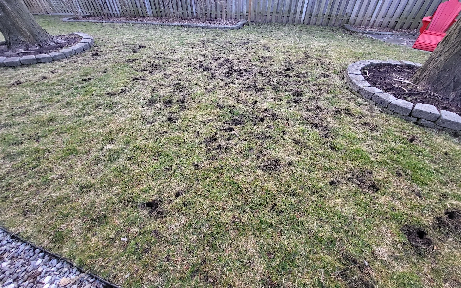 A realistic backyard photo showing small patches of torn-up turf and shallow holes in a lawn near the edge of a garden bed, early morning light, no people in the frame