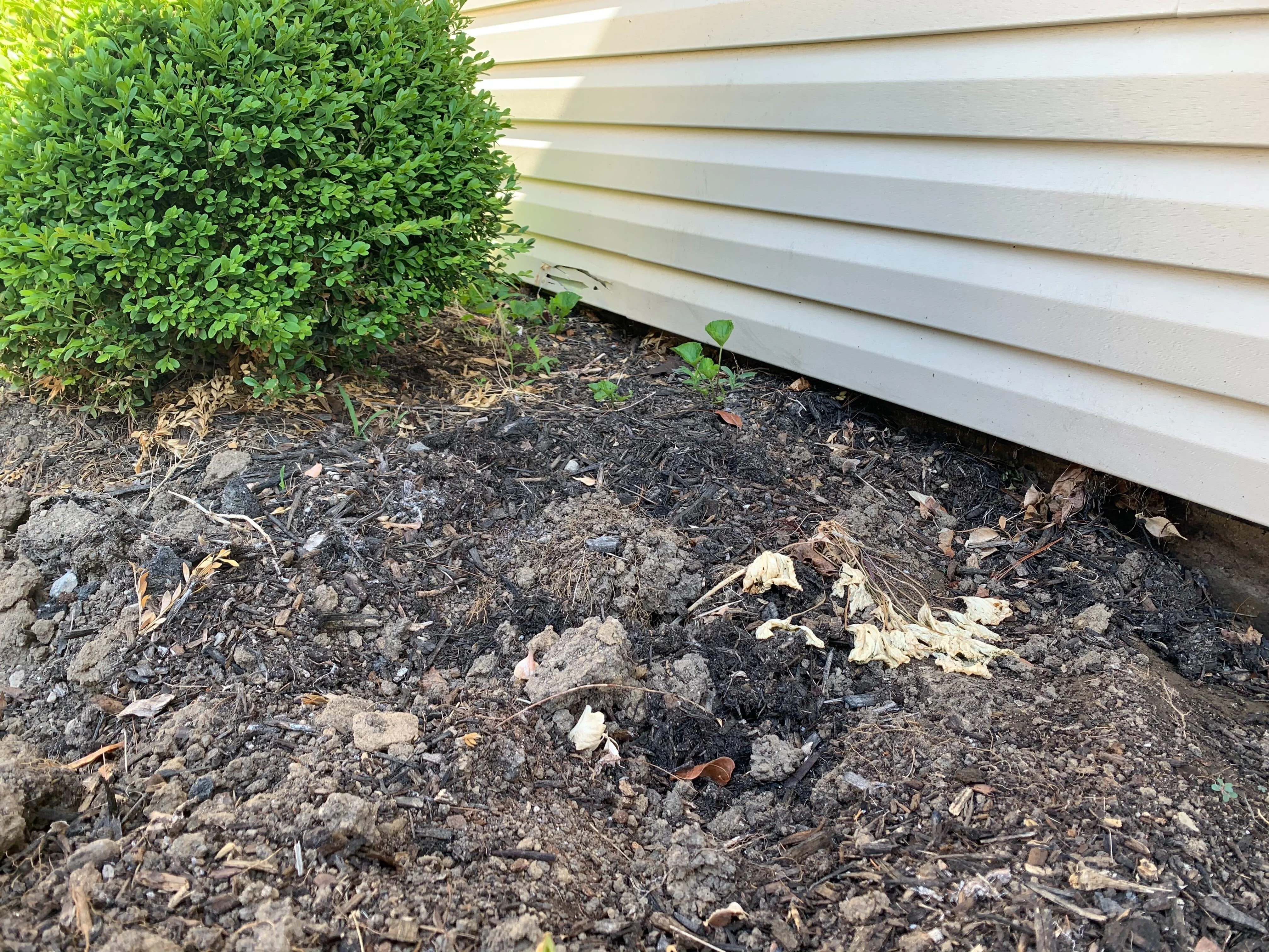 A realistic photo of a home foundation with a clear gap between the siding and a neatly edged mulch bed, showing bare soil near the wall for drainage, bright daytime lighting