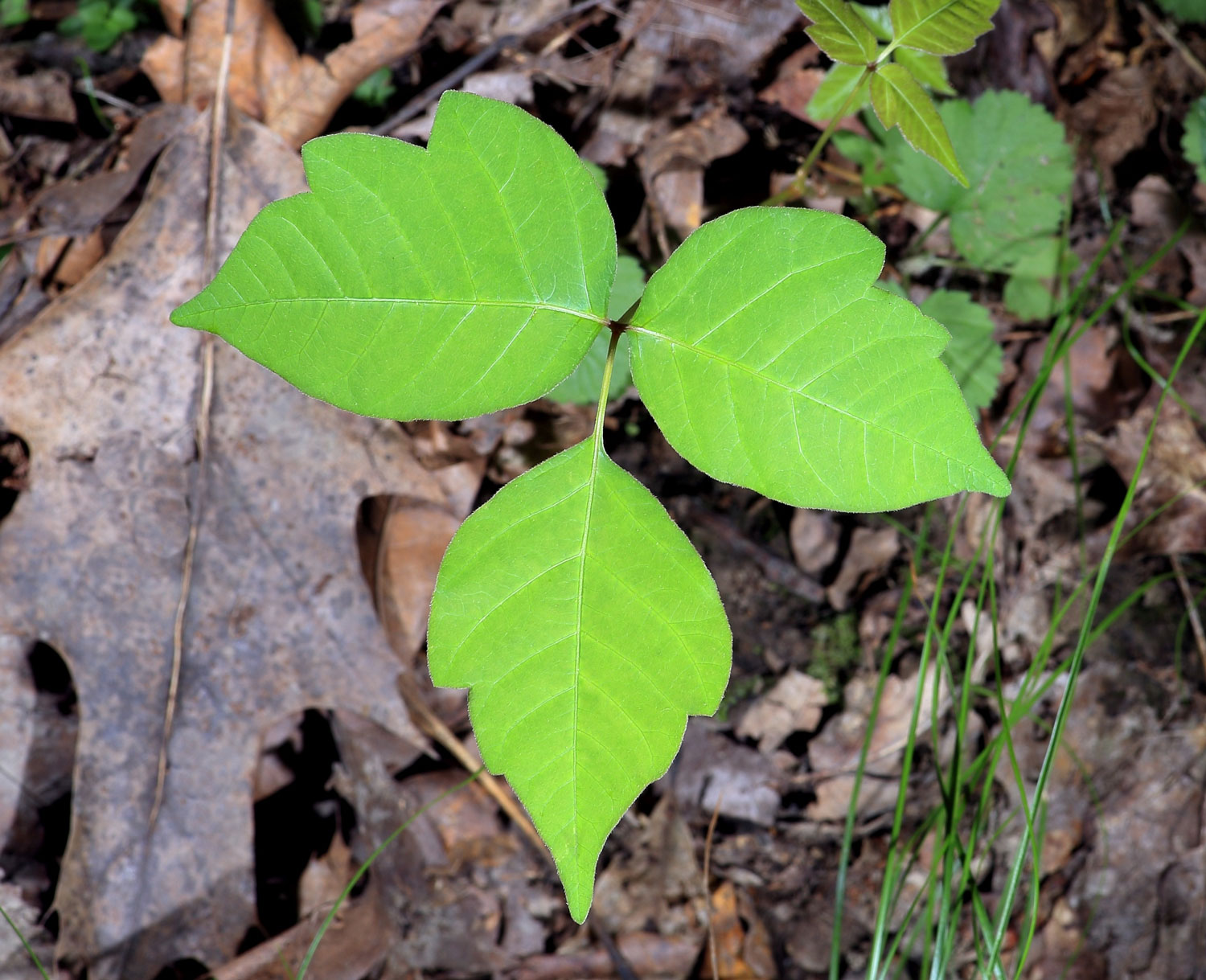 A sharp, photorealistic close-up photo of poison ivy leaves growing from a thin stem, showing three leaflets with the center leaflet slightly larger, in natural outdoor light