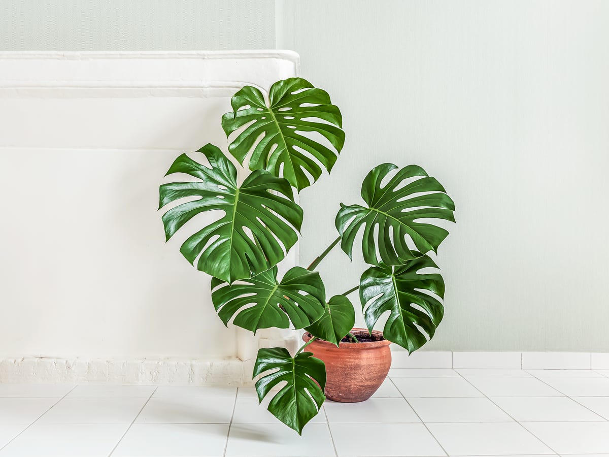 Monstera Plant Care Guide