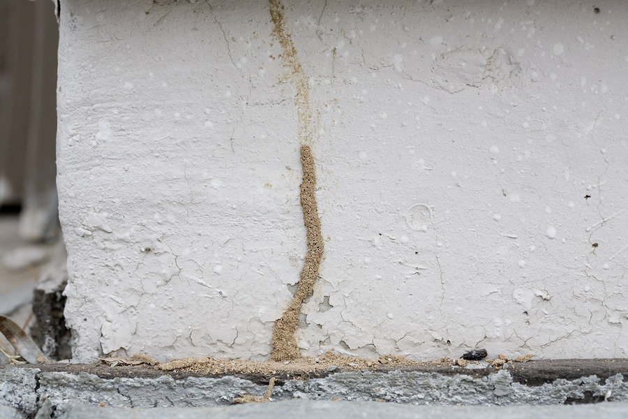 Signs of Termites in Your House